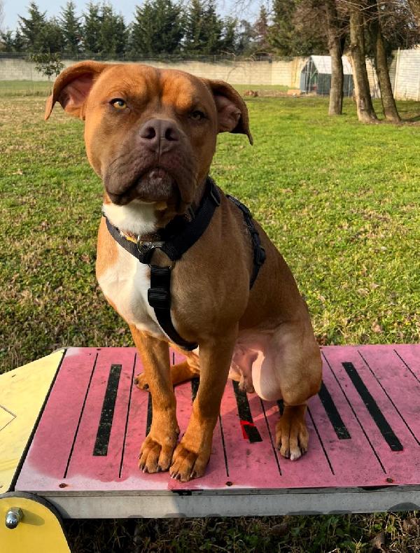 NILO BELLISSIMO METICCIO Foto 2